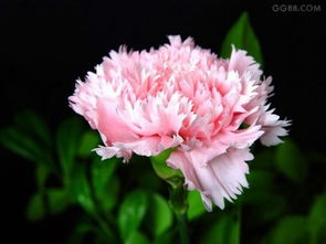 土壤选择，就像给康乃馨找个温暖的家