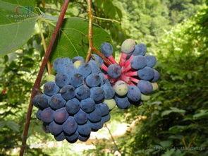 血藤开花时间揭秘