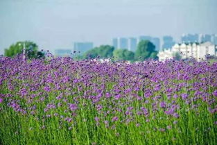 南京六合区马鞍街道：打造农村环境整治新标杆，花卉美化成亮点