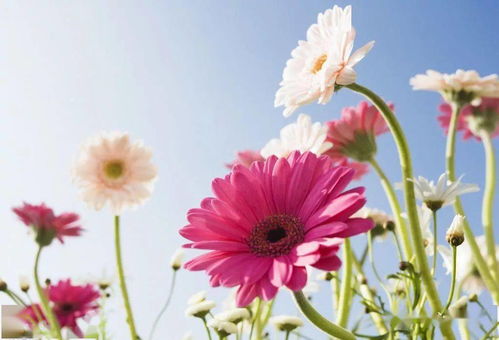 非洲菊的褪色拯救方案