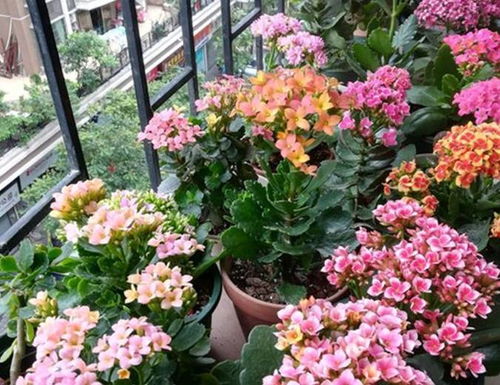 长寿花怎样养才能使其花开得更加旺盛且花期更长
