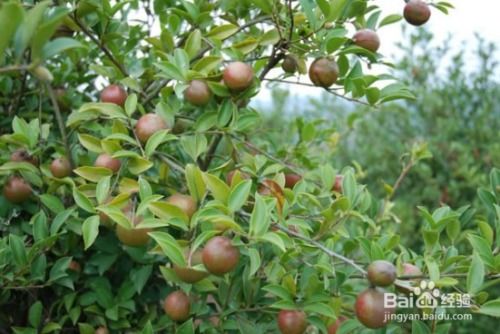 油茶树可以嫁接茶花吗？油茶嫁接的最佳时间和具体方法是什么