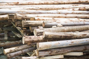 松树原木，那可是宝贝啊！