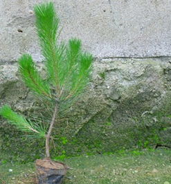 油菜种植大揭秘