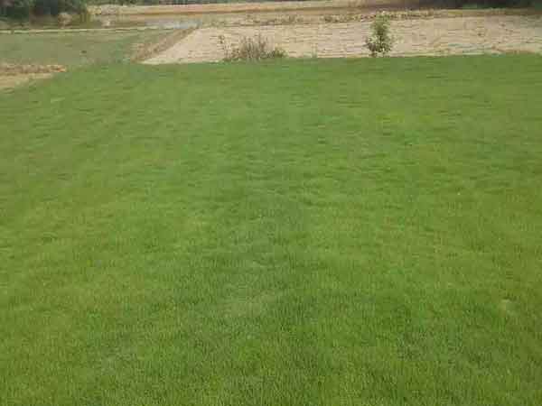 果岭草修剪后的浇水小秘籍