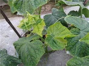 误区一：除虫菊素就是纯天然肯定无害