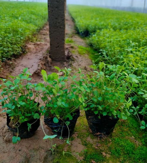 铁路两旁种啥植物？揭秘绿化那些事儿