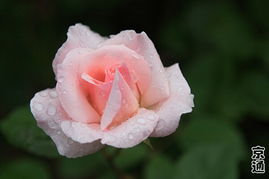 月季花开，春意盎然