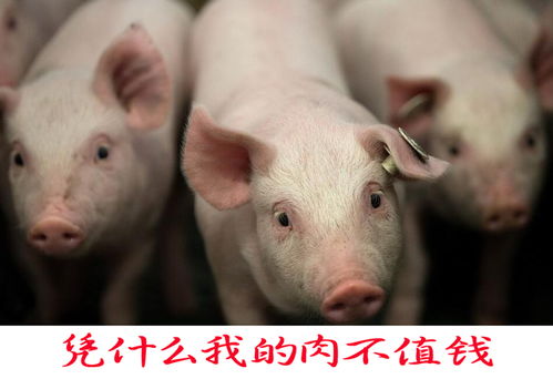 冬季养猪舍通风换气至关重要，保障猪群健康