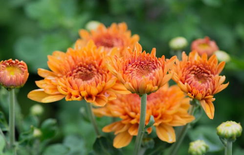 五大死亡陷阱：非洲菊的常见生存误区