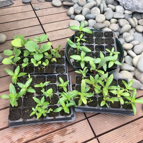 长春花老桩如何进行种植和日常养护