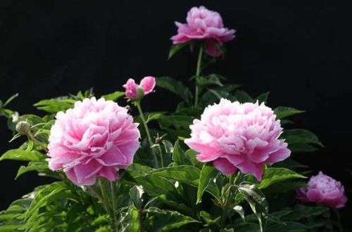广西适合种植芍药花吗？芍药花在广西的生长条件如何