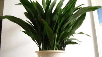 懒人花推荐：一叶兰