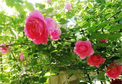 月季花儿开， 奥罗拉来报道