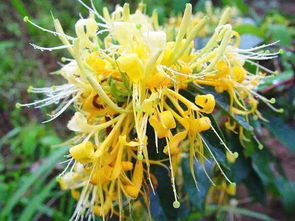 金银花，清香四溢