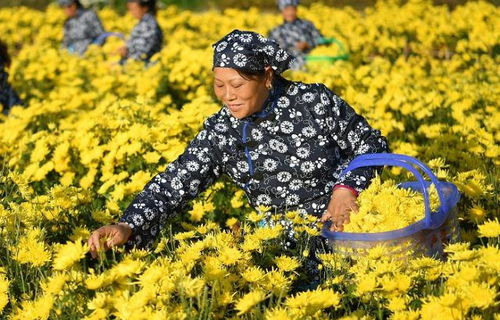 菊花栽培用哪种土？这样配土长得旺