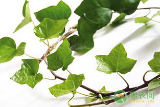 光照与温度，那可是常春藤的调色板