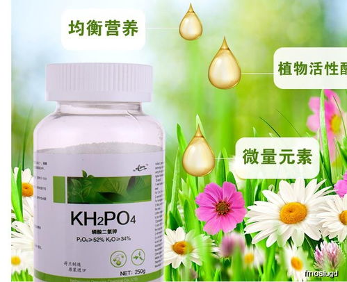 夜来香最佳浇水：清晨，施肥选复合肥