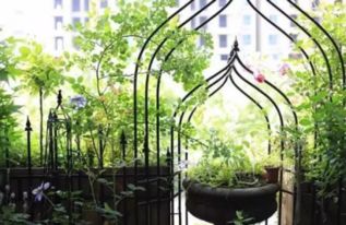 夏日阳台变绿洲，这些植物帮你忙！