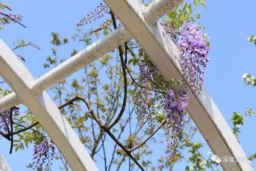 紫藤根的深浅与挖掘技巧