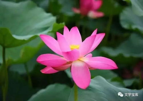 浮萍如梦，谁解其中味