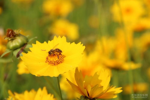 九月草本花卉大揭秘：这些冷门品种如何承包我的秋日花园？