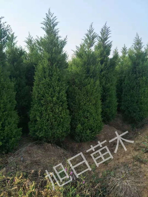 柏树的种类与生长速度