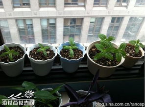 矮向日葵，生长高度30厘米