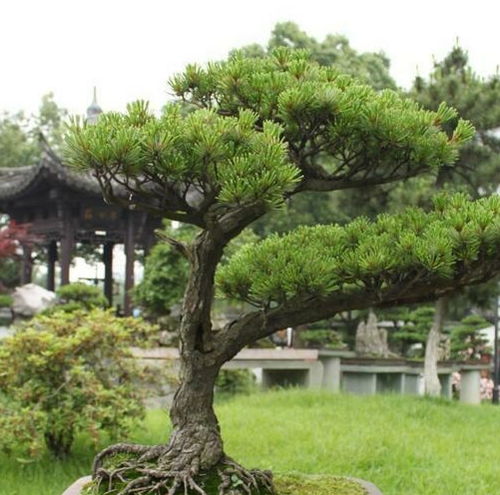 北方院子种树指南，这些树适合种