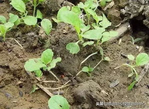 番茄种子那么贵，农药得选好