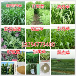 东北地区抗寒牧草品种探秘