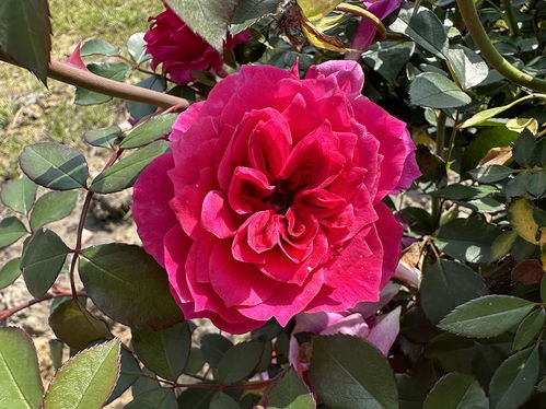 绍兴的花农老李分享经验：