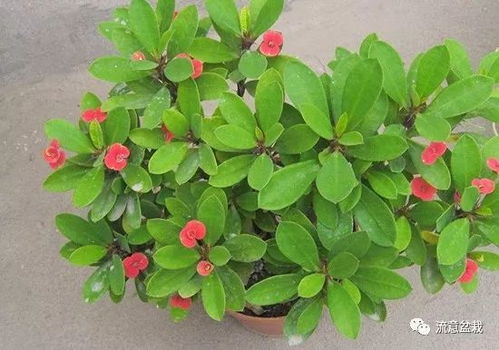 刺梅养护小贴士：如何让刺梅开花旺盛