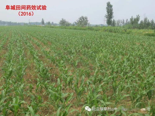 市场表现，杠杠的