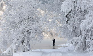 北极地区的植被与动物