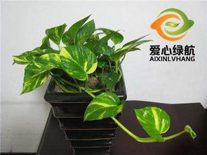 绿萝， 室内装饰小嫩手