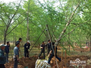 移栽大树，时机彳艮重要