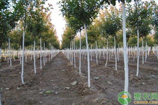 树木涂白配方之——防虫害篇