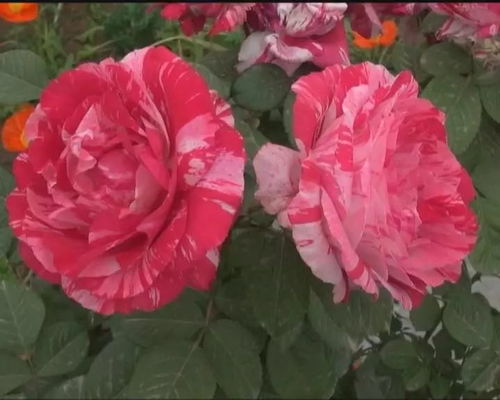 月季的传奇之旅