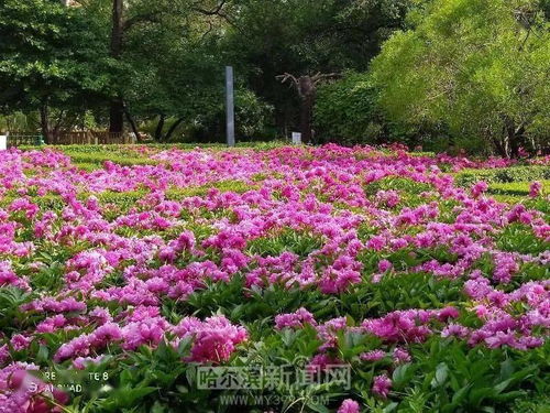 雨后的花园， 唤醒了沉睡的花朵