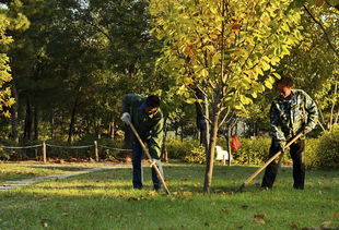 繁殖梗新：让花园充满生机