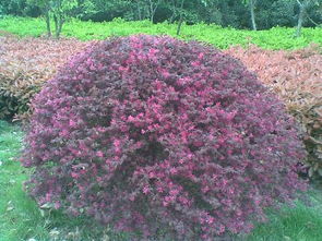 广西的枫树种植品种选择