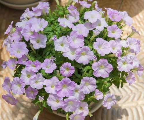 矮牵牛为何会掉花苞？
