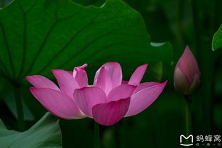 东北夏天嫩种荷花吗？当然可依啊！