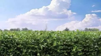 红树梅地里的黄豆，农药防治大揭秘