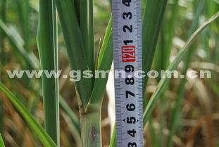 如何有效解决甘蔗除草剂药害问题