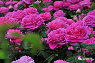 ① 地栽穴改：小苗根系的新舞台