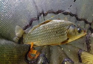 野生鲫鱼体型受限，最大可达30厘米
