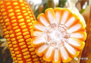 种植知母：亩产收益真嫩超过玉米5倍吗？