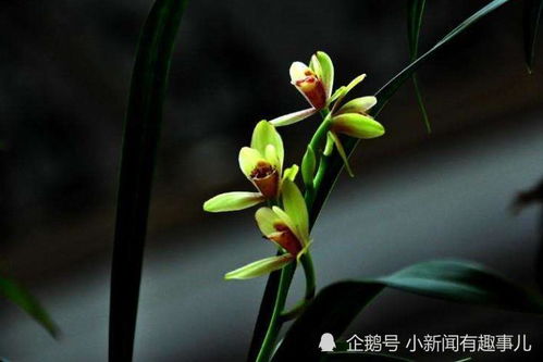 兰花飞肩，源于民间传说